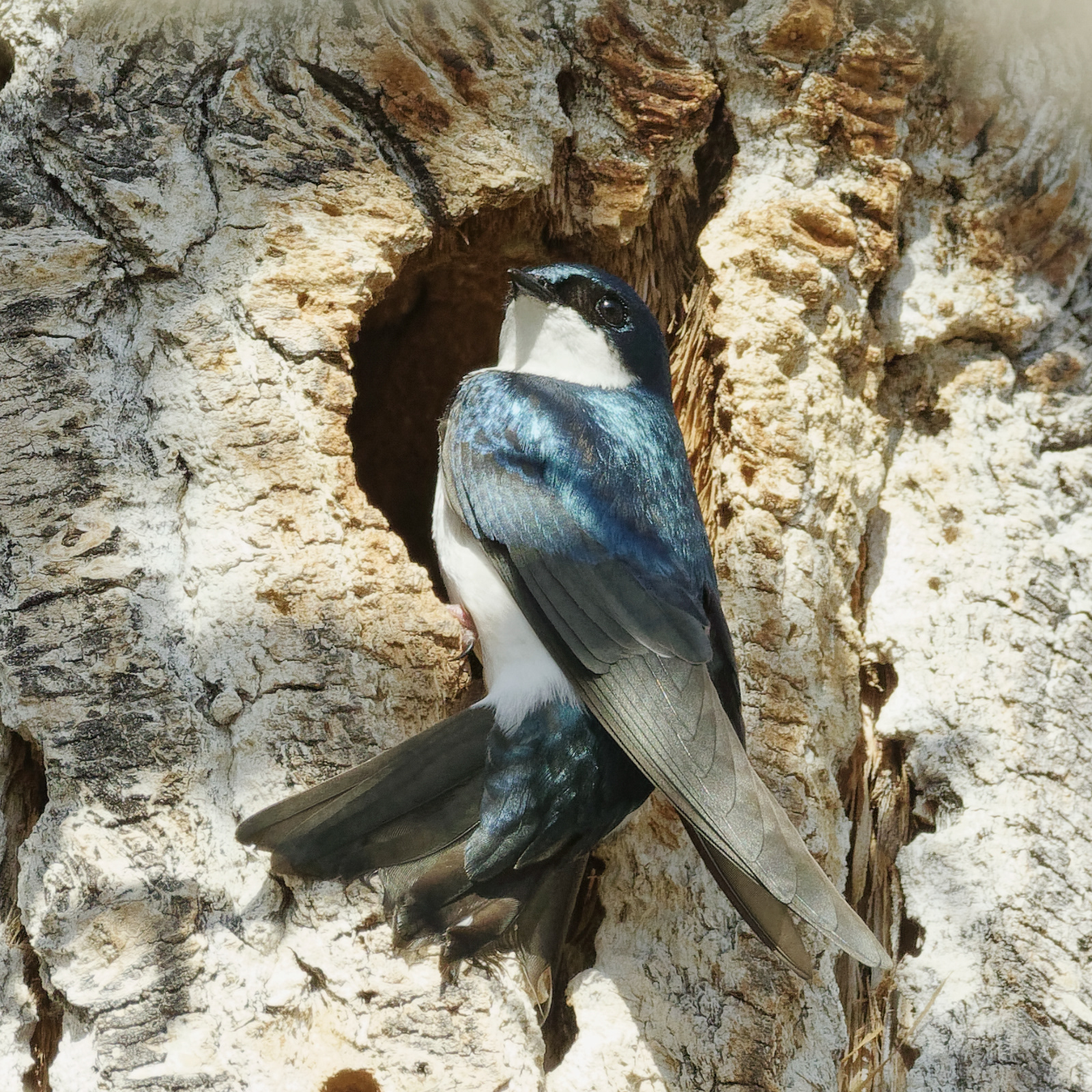 Tree Swallow