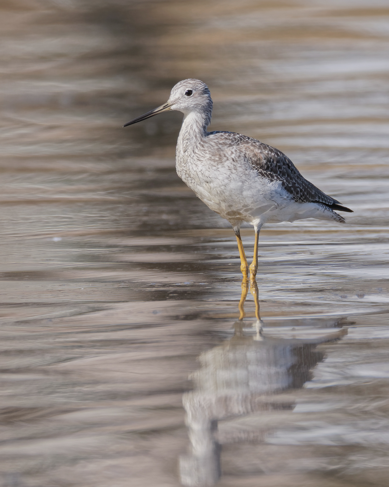 Greater Yellowlegs