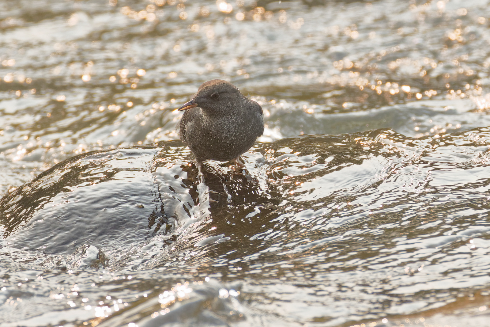 American Dipper