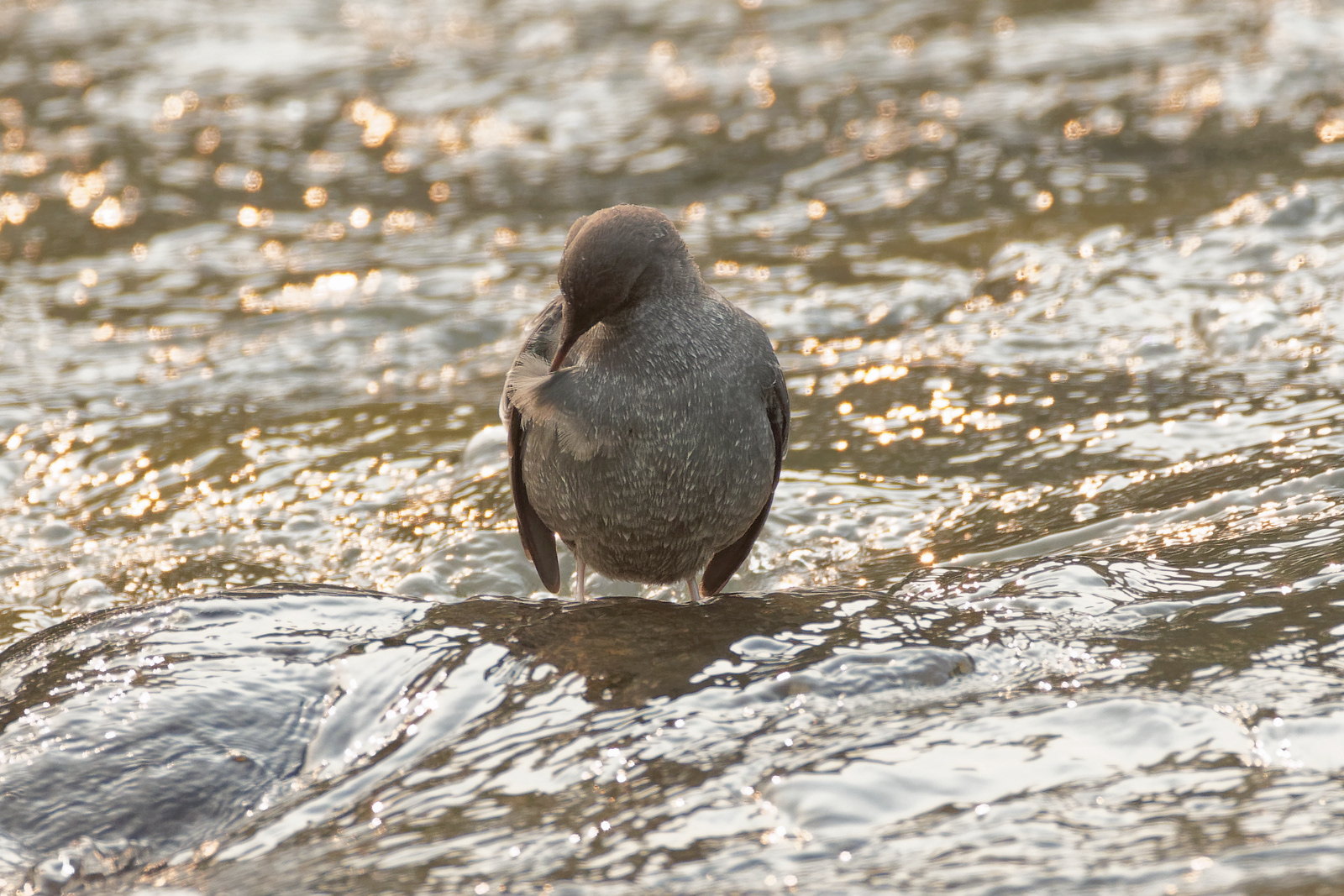 American Dipper