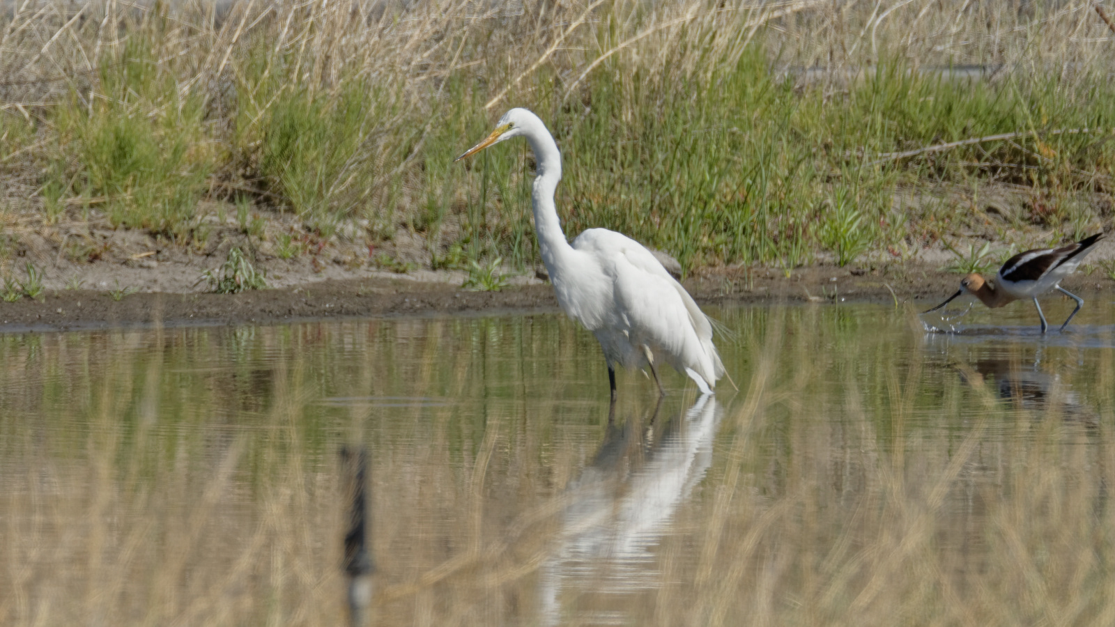 Great Egret