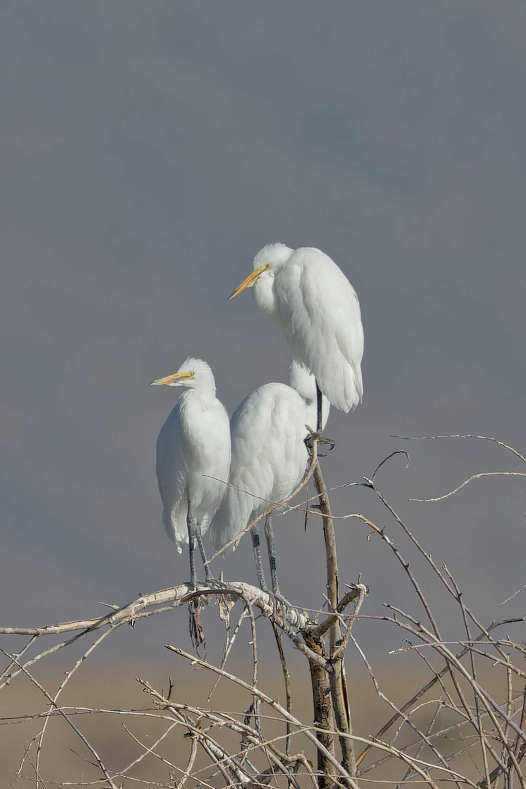 Great Egret