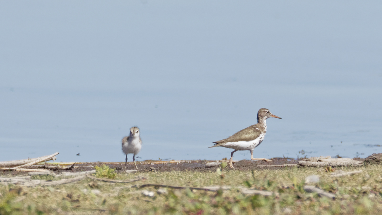 Spotted Sandpiper
