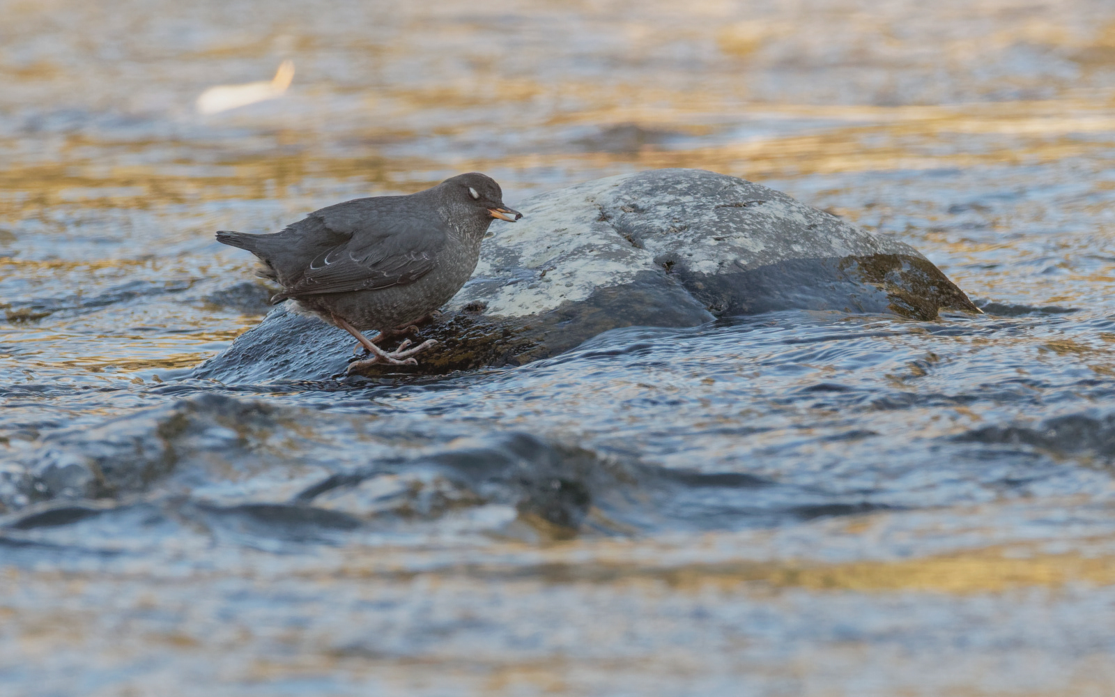 American Dipper