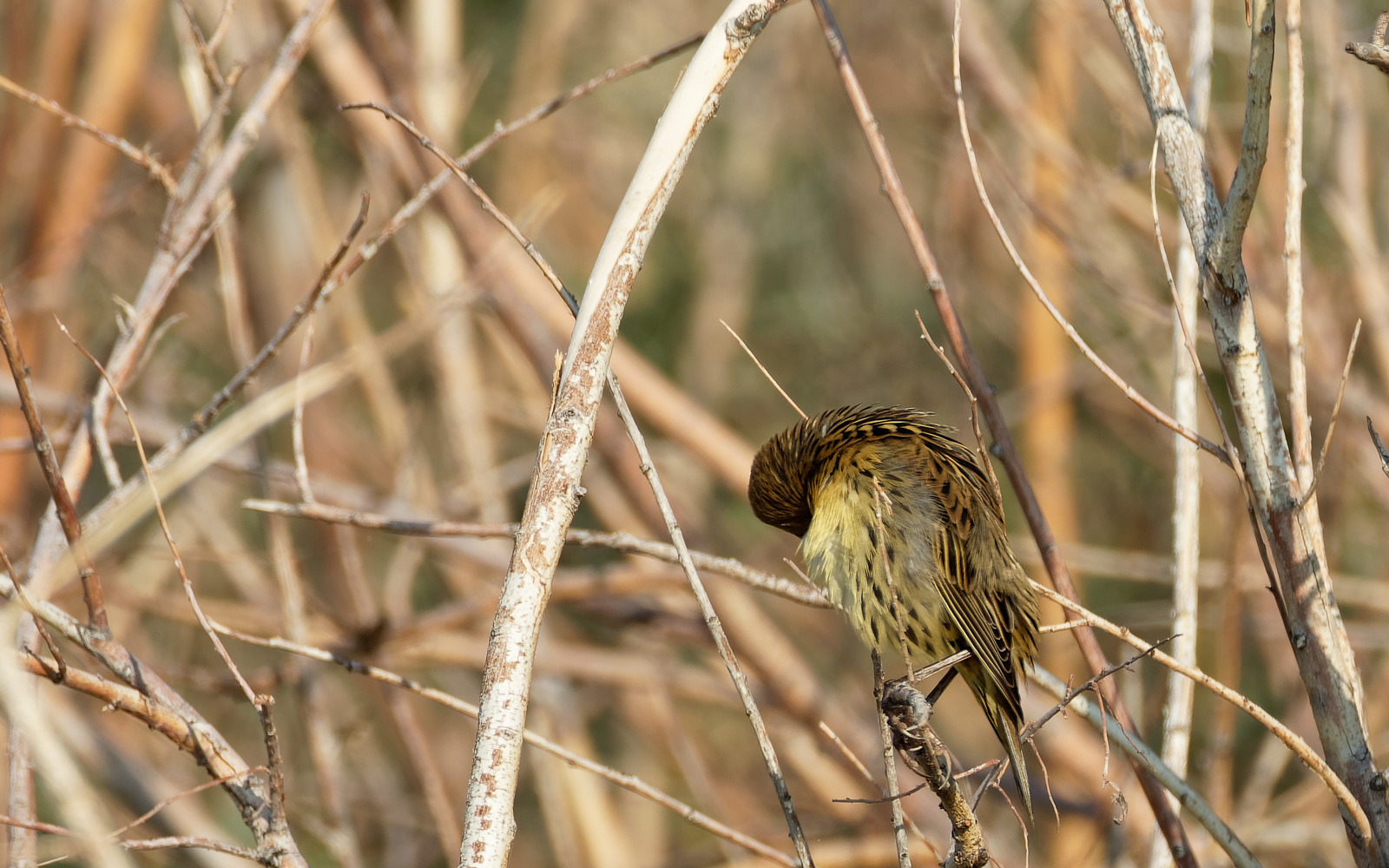 Bobolink