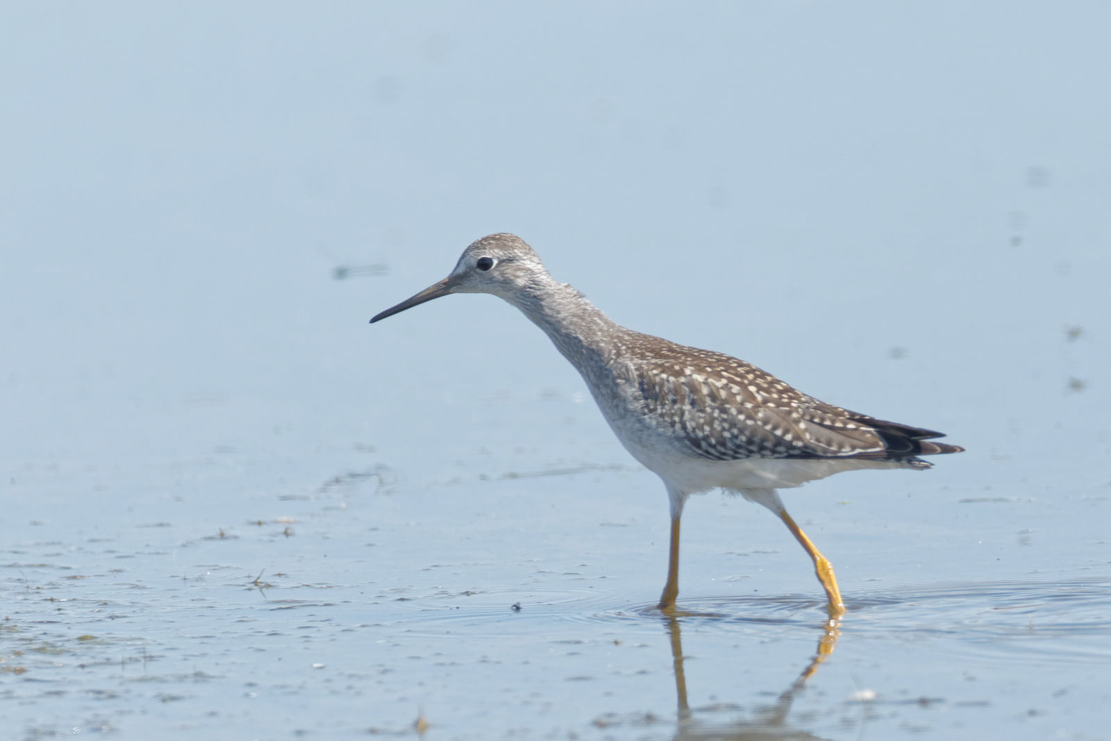 Lesser Yellowlegs