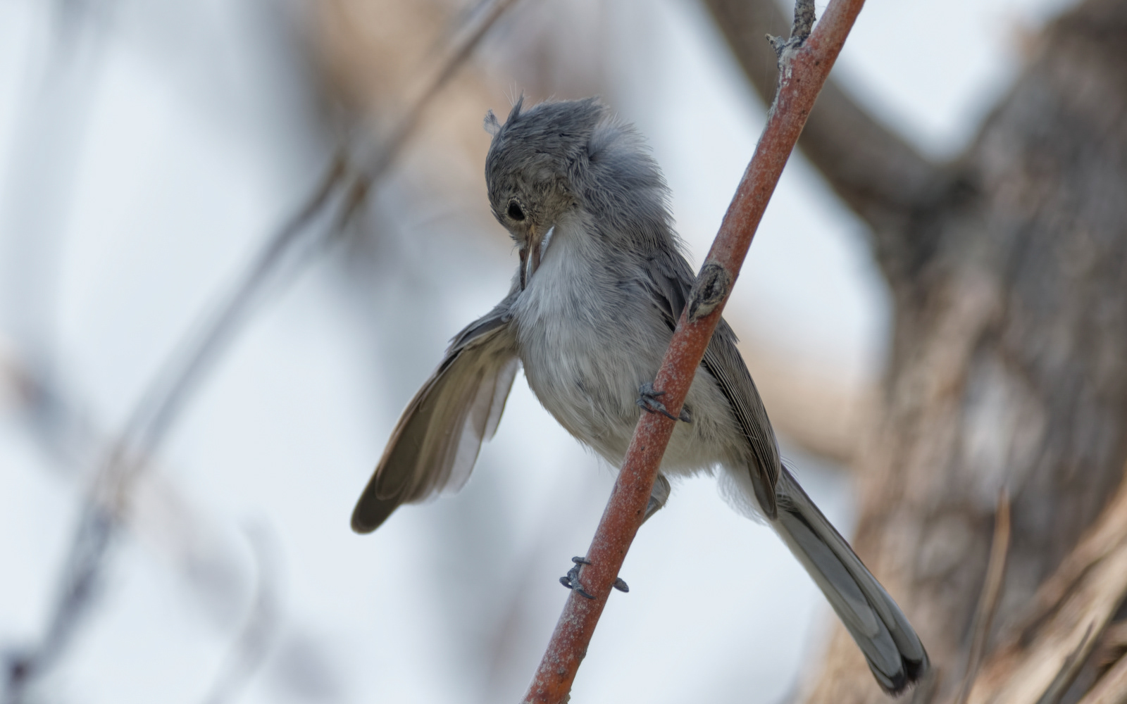 Blue-gray Gnatcatcher