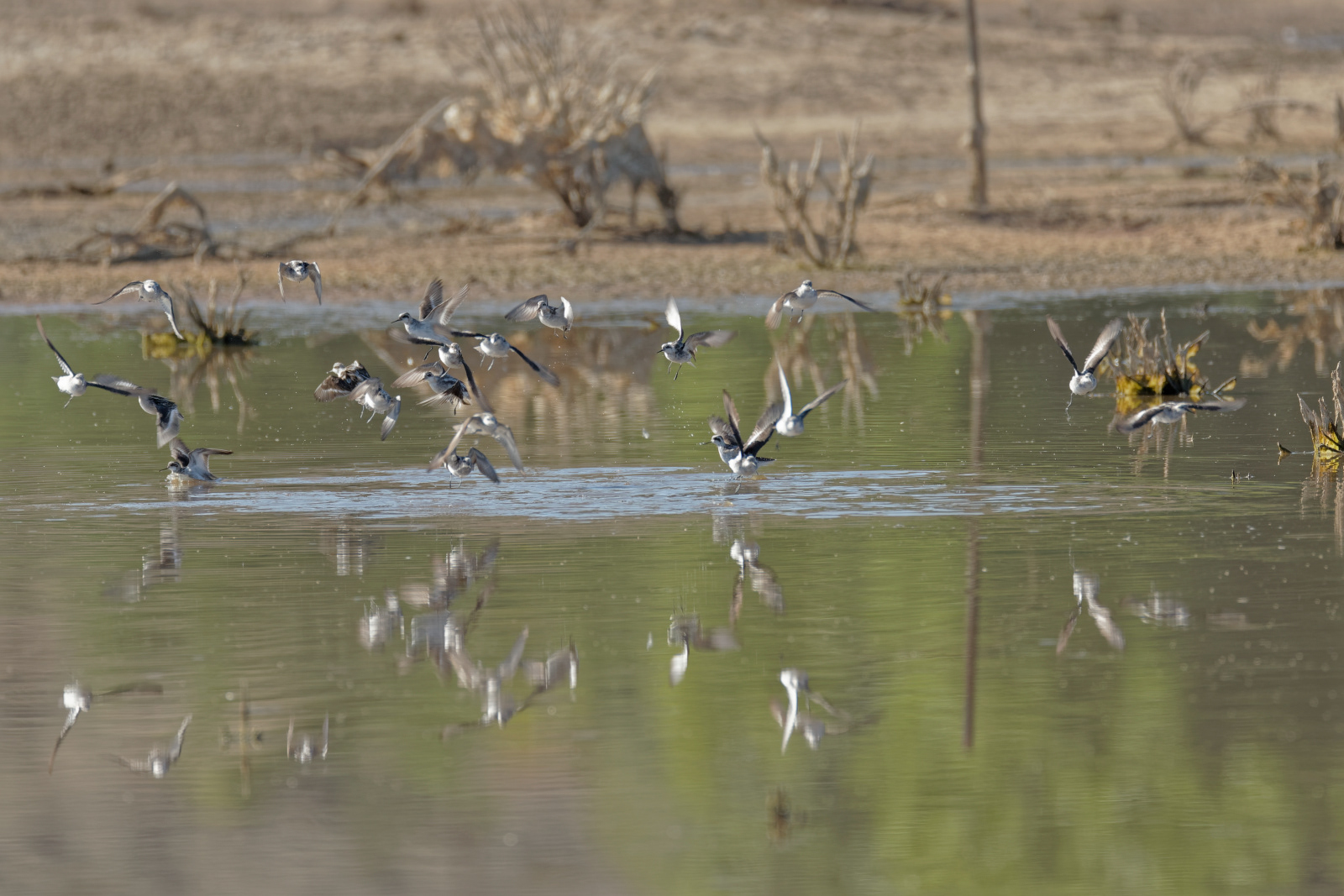 Phalaropes