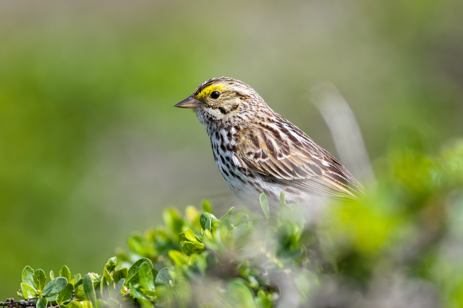 Savannah Sparrow