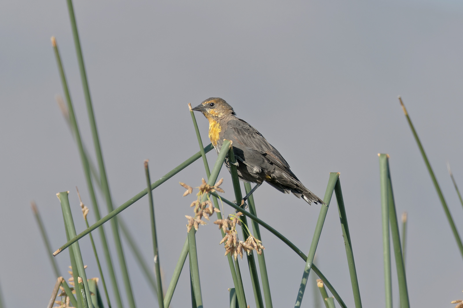 Yellow-headed Blackbird