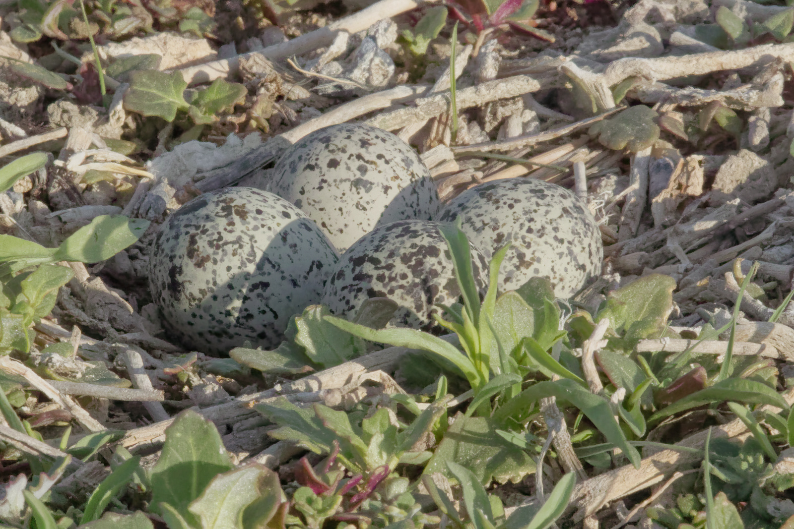 Killdeer