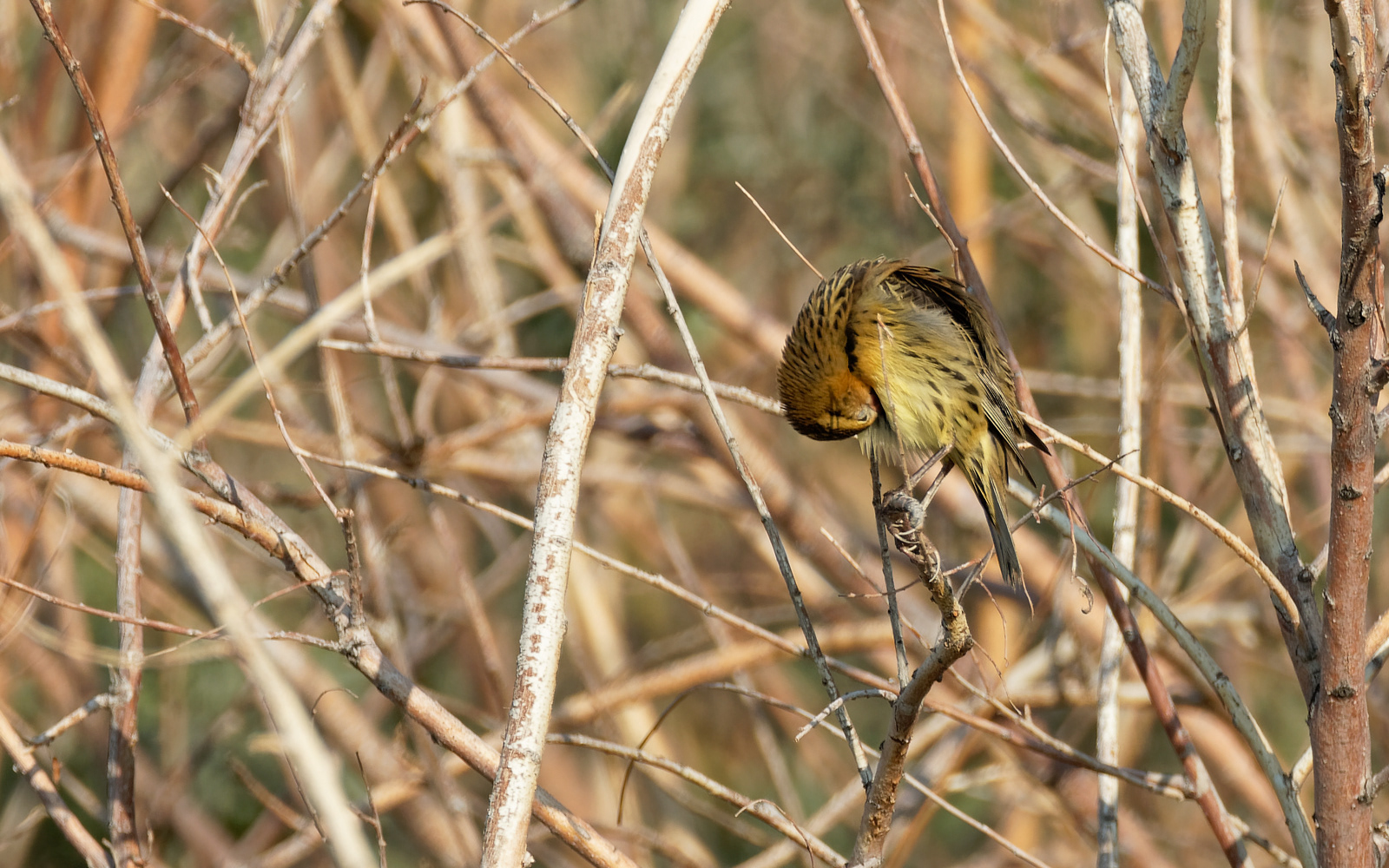 Bobolink
