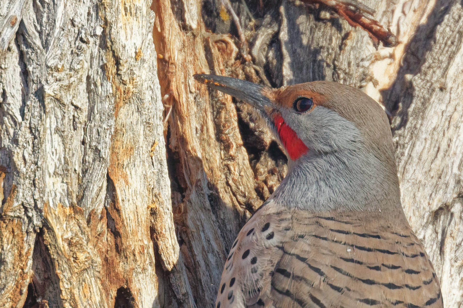Northern Flicker male
