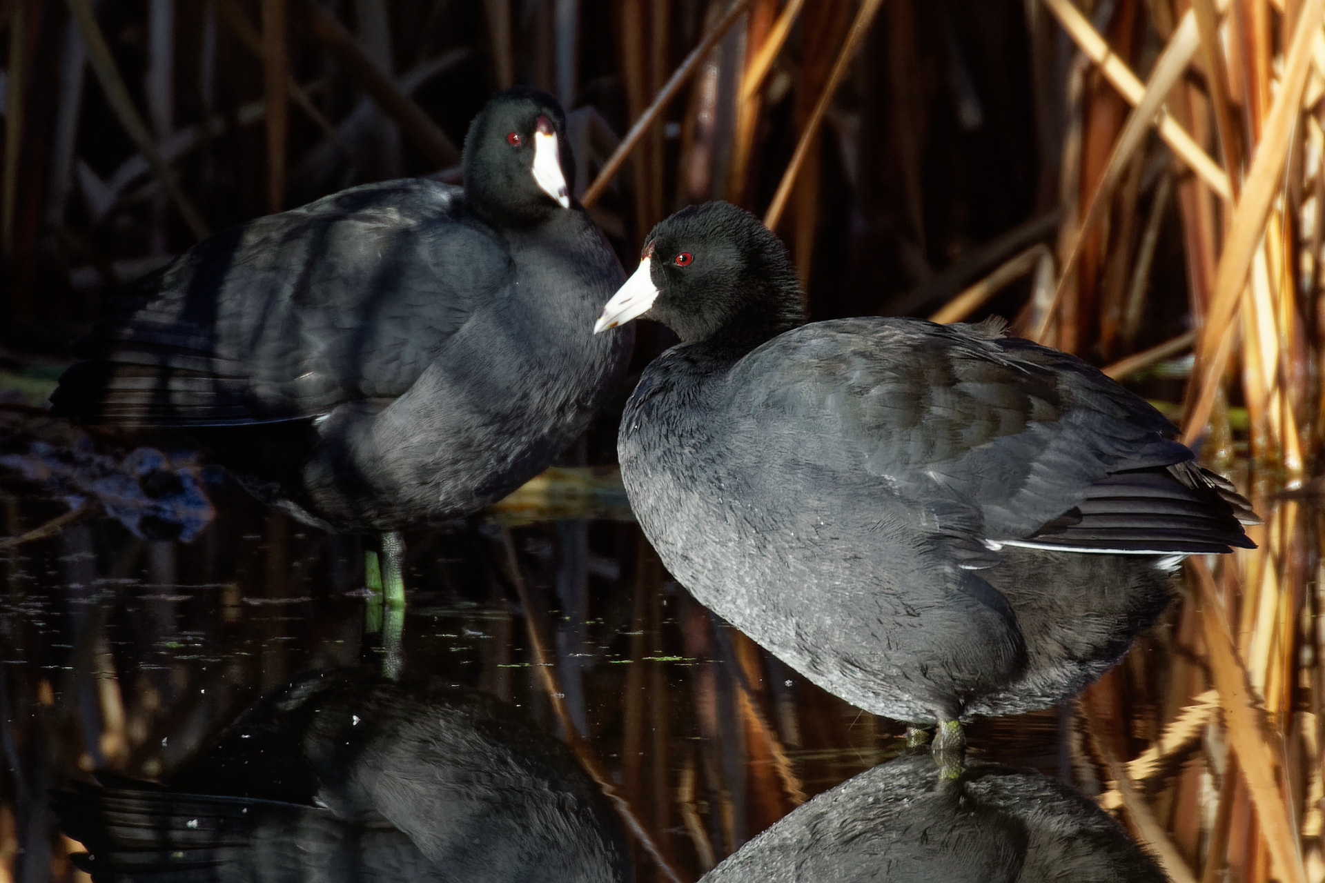 American Coot