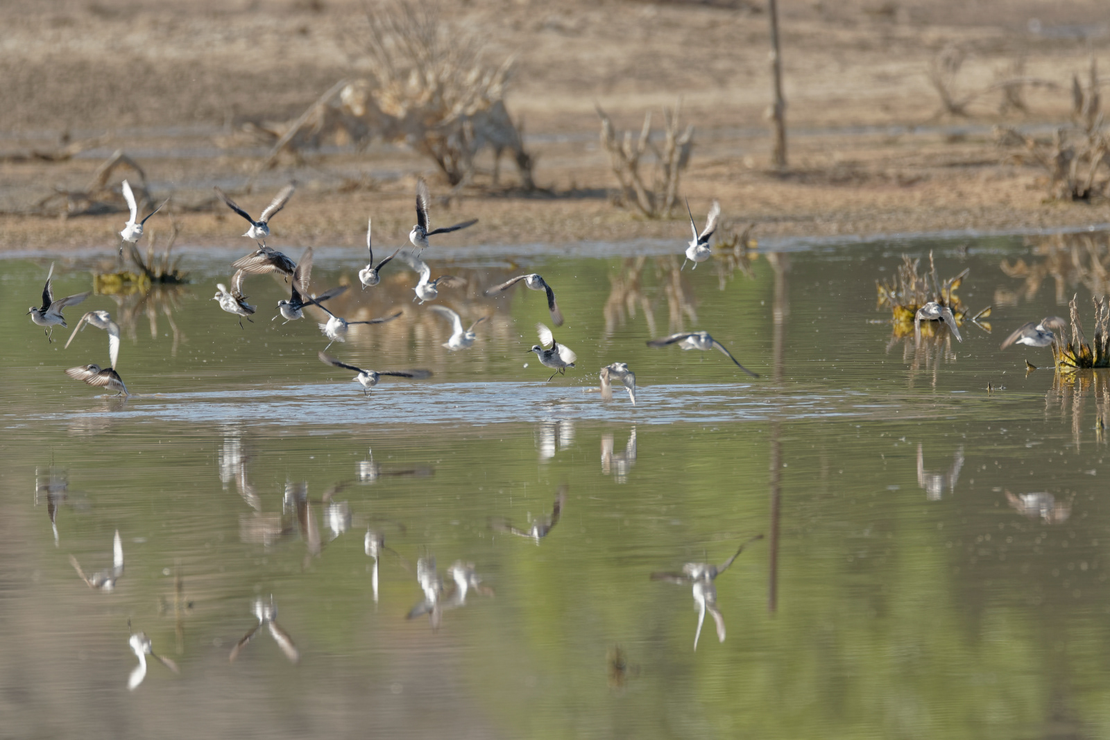 Phalaropes
