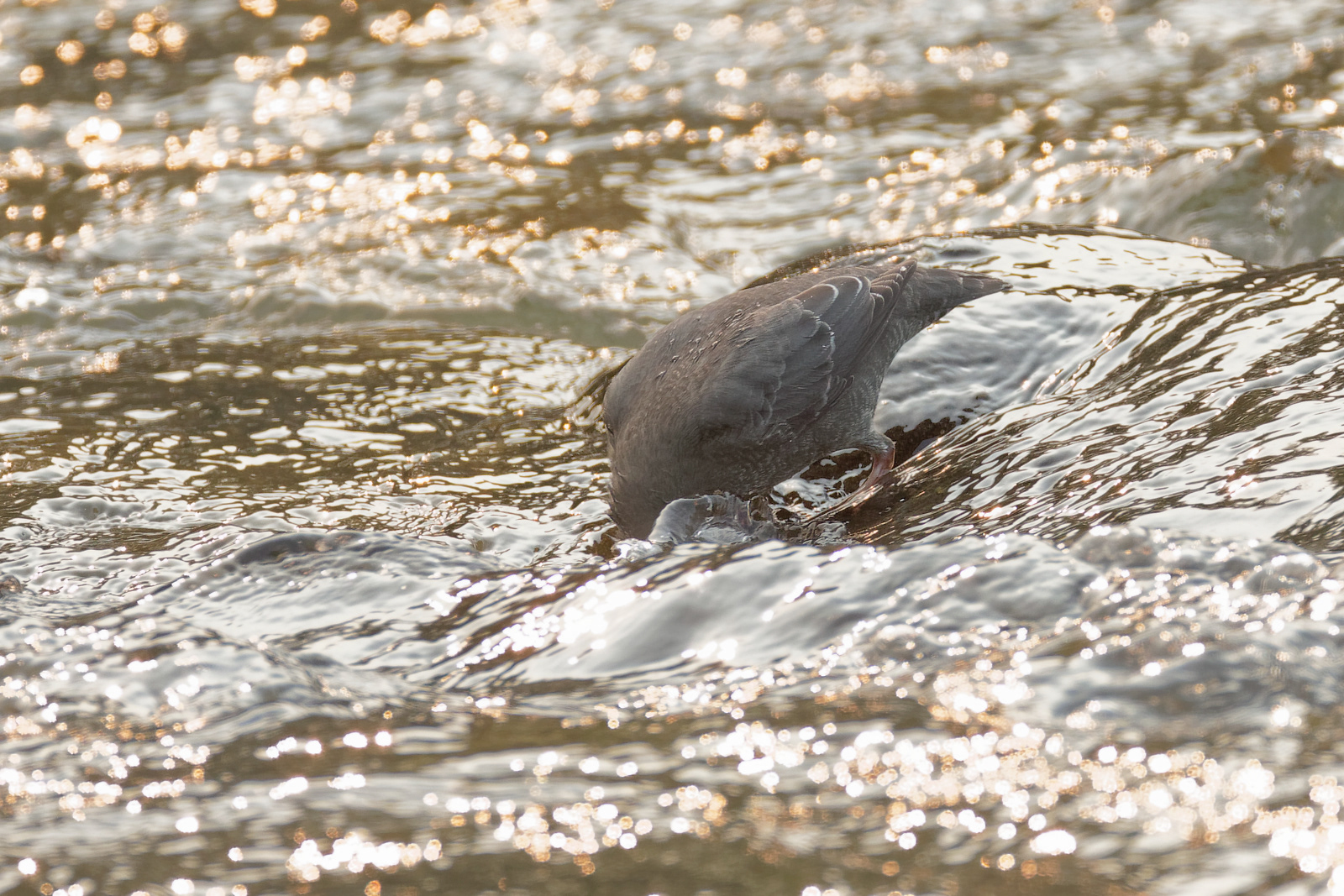 American Dipper