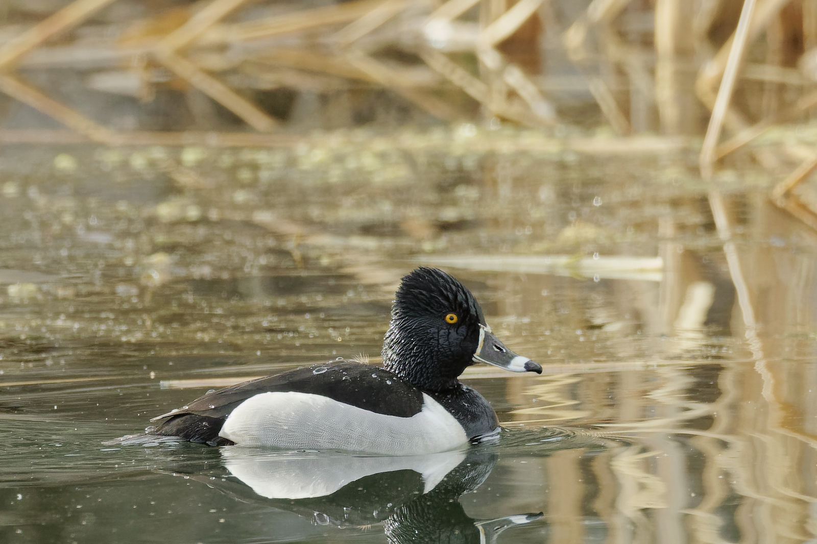 Ring-necked Duck drake