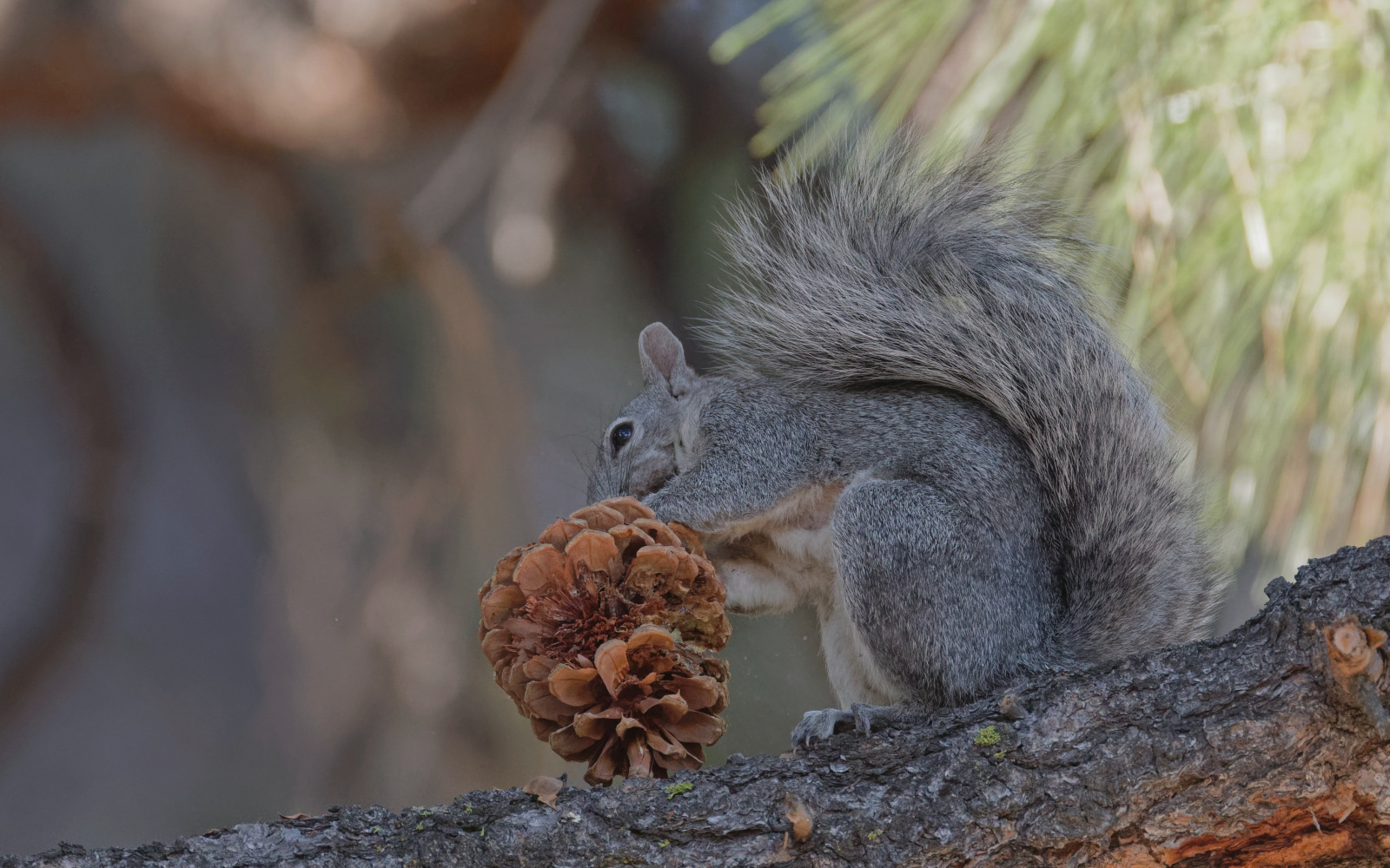 Western Gray Squirrel
