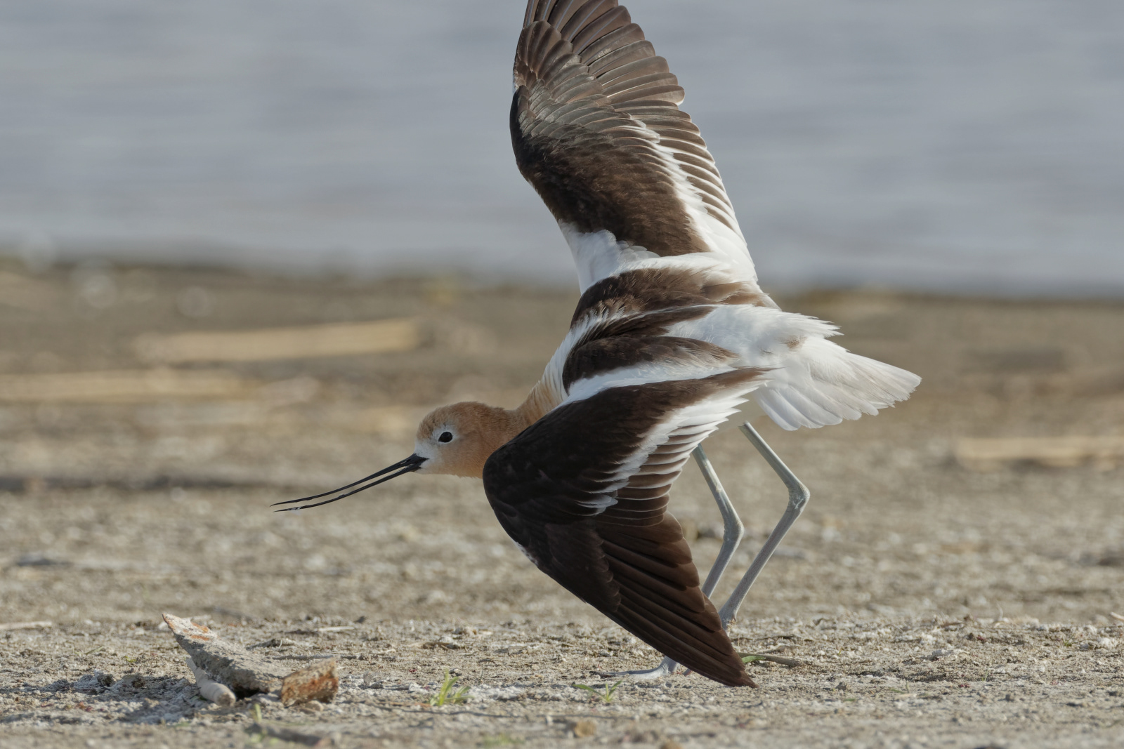 American Avocet