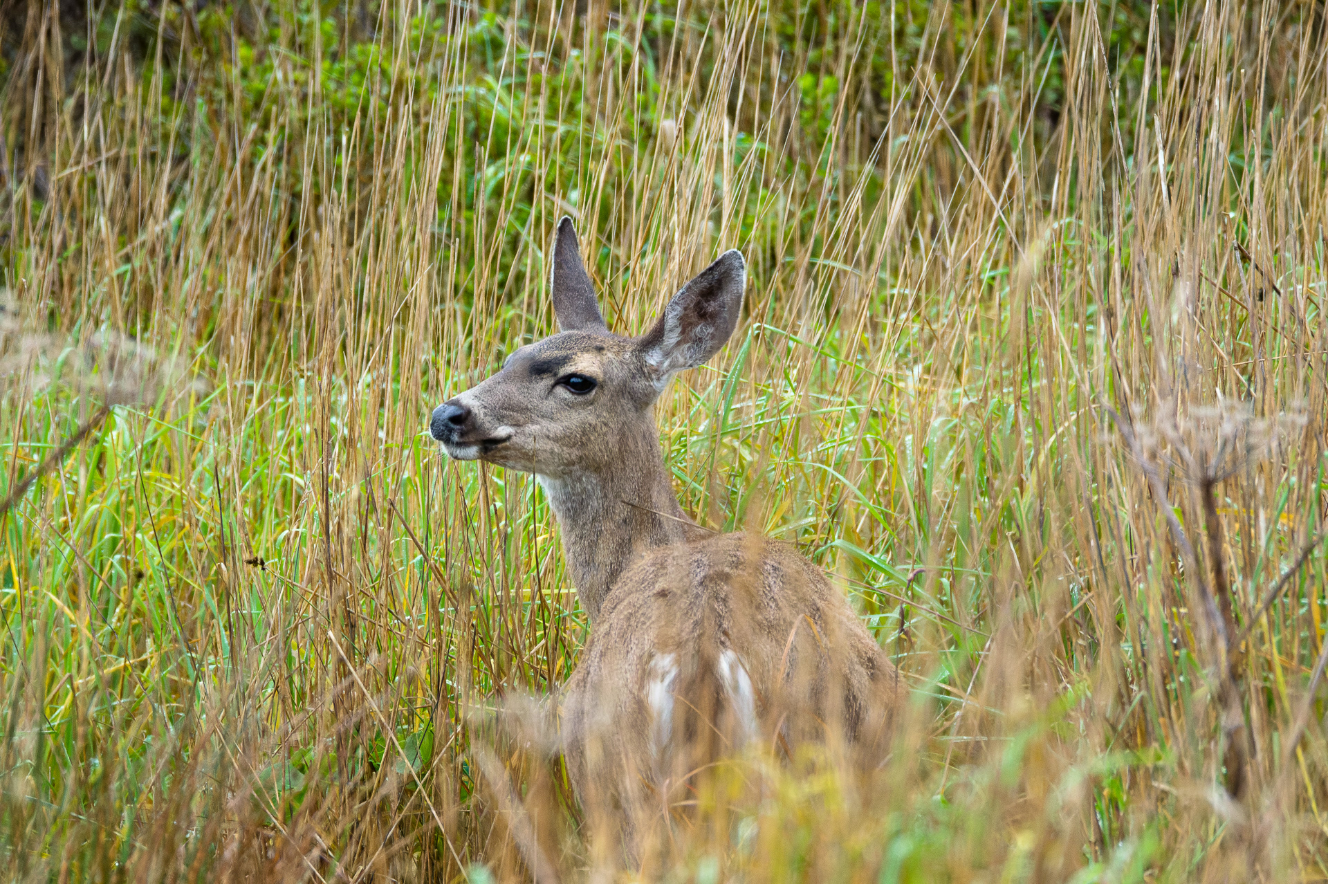 Black-tailed Deer
