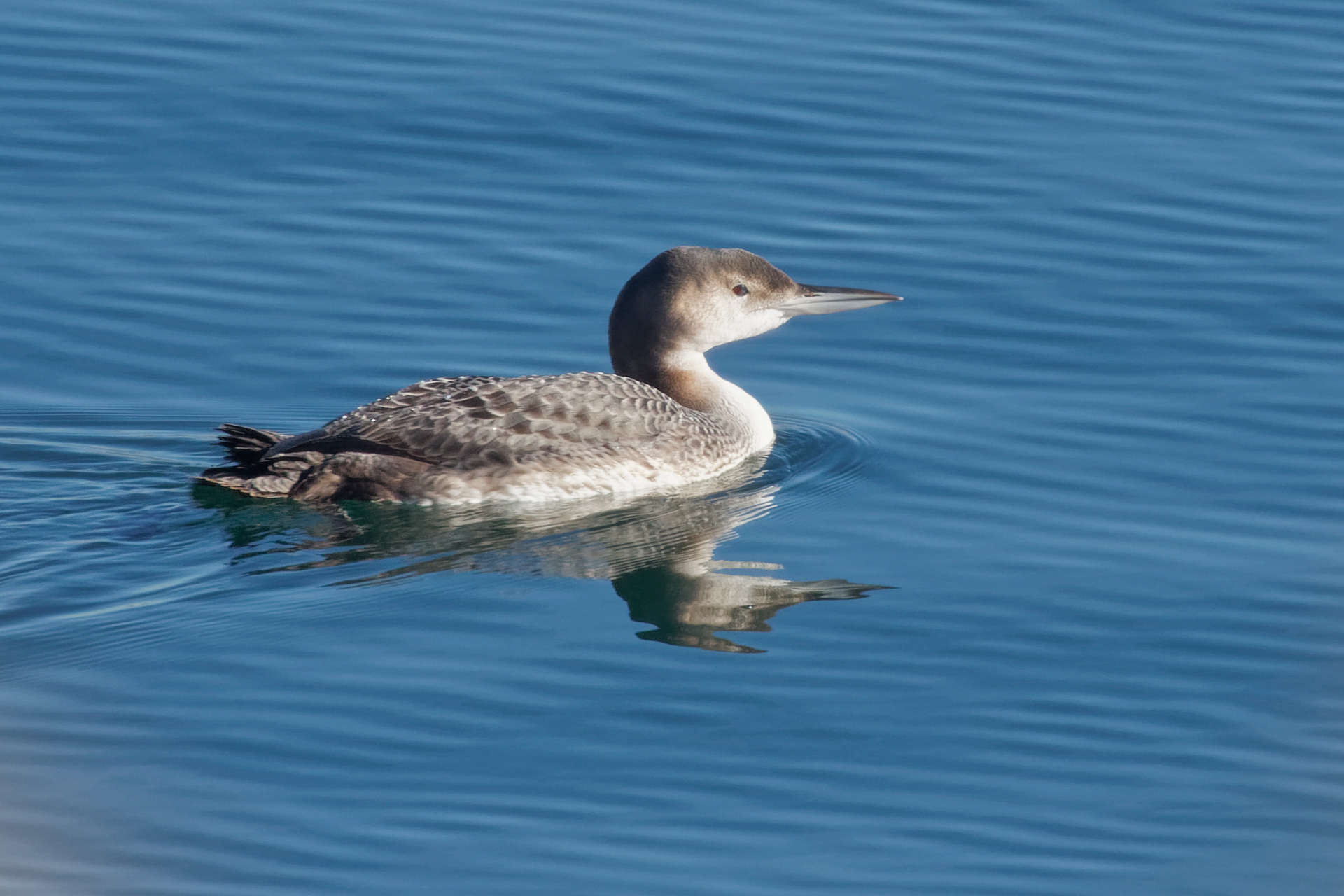 Common Loon