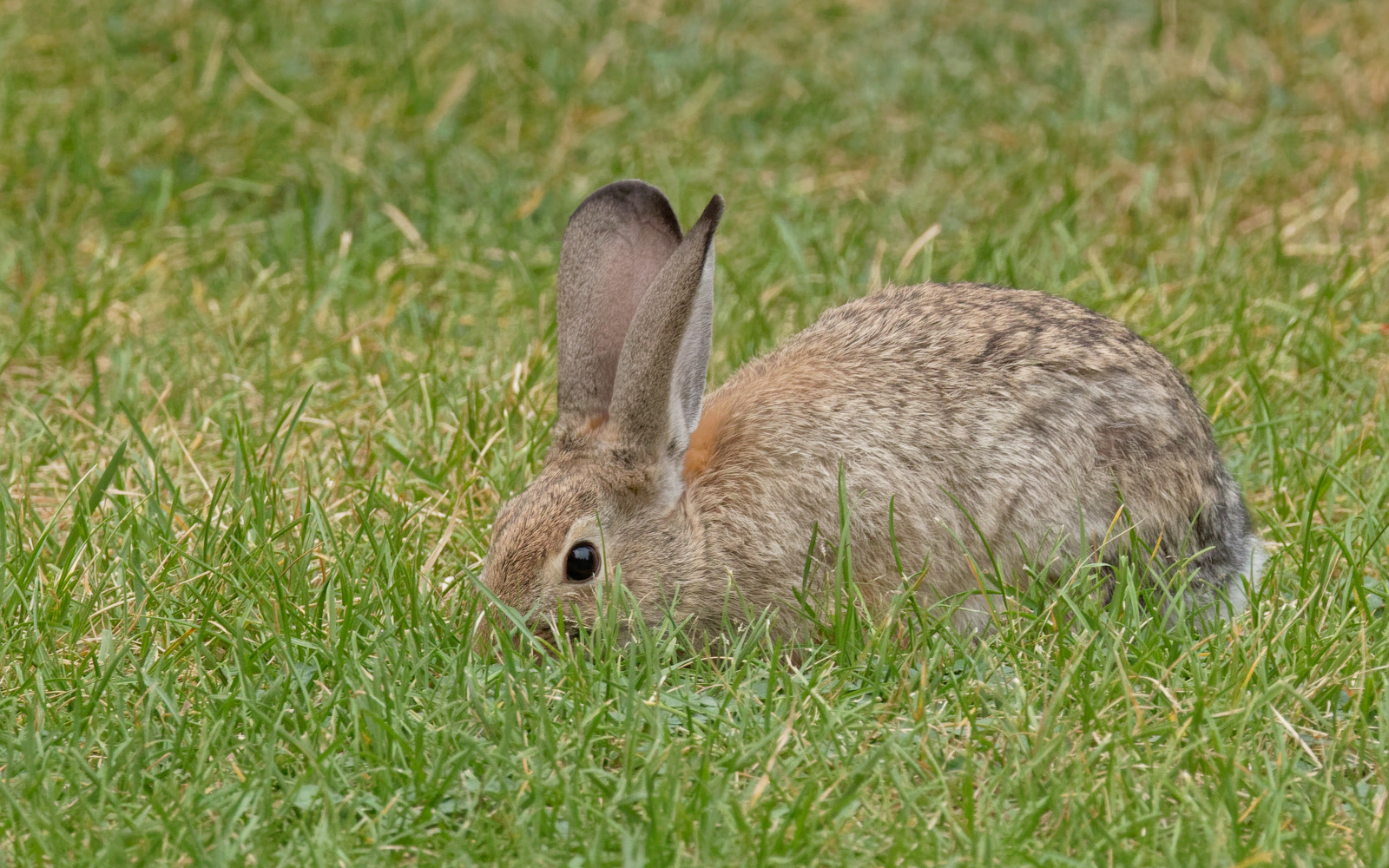 Rabbit