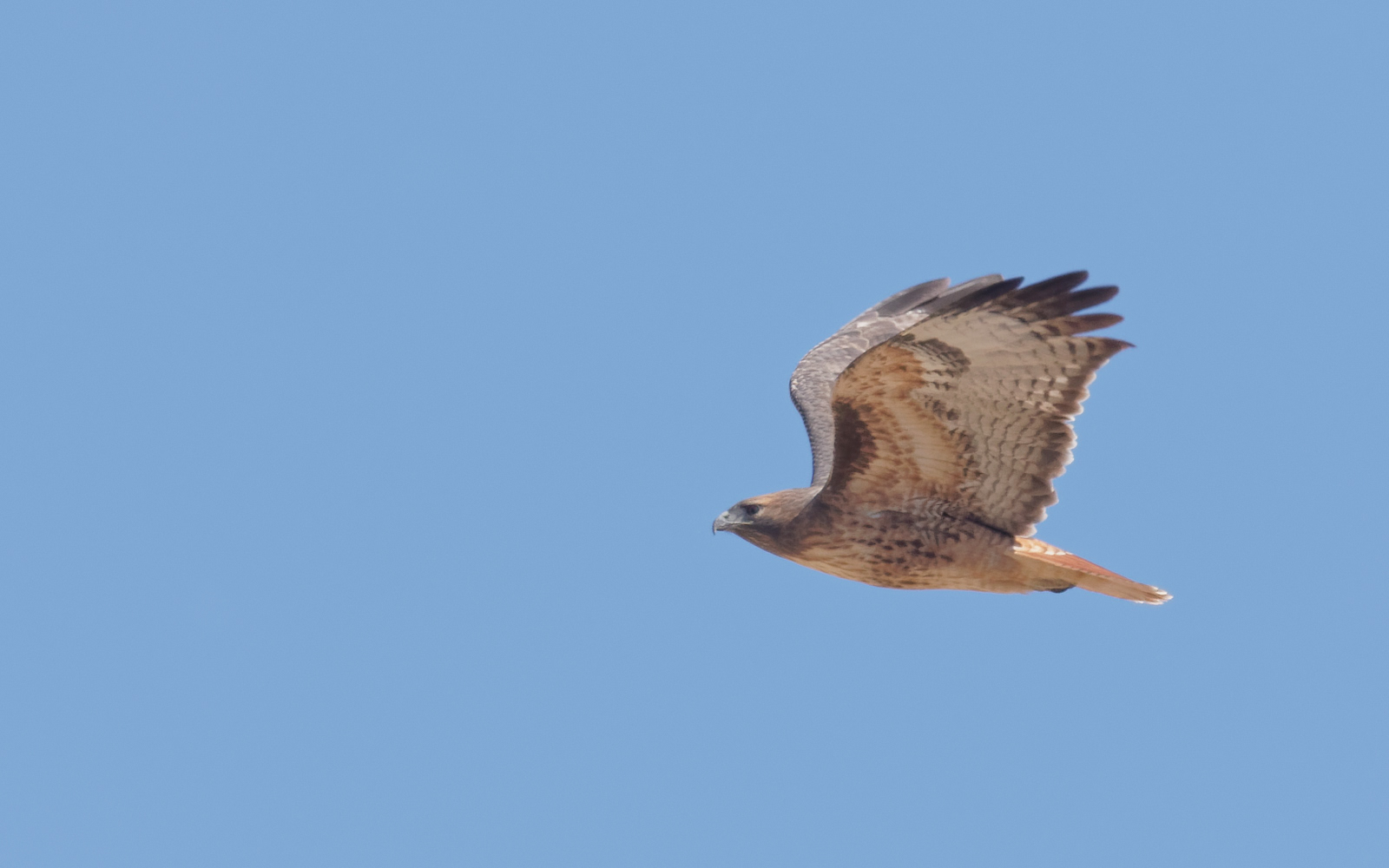 Red-tailed Hawk