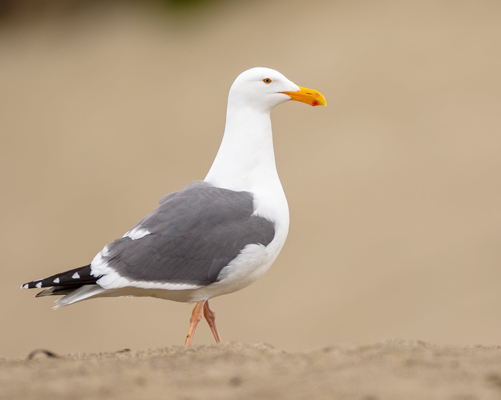 Western Gull