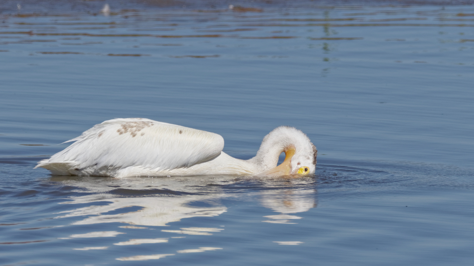 American White Pelican
