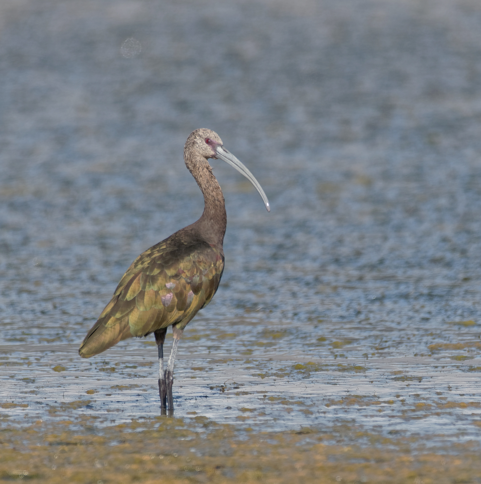 White-faced Ibis