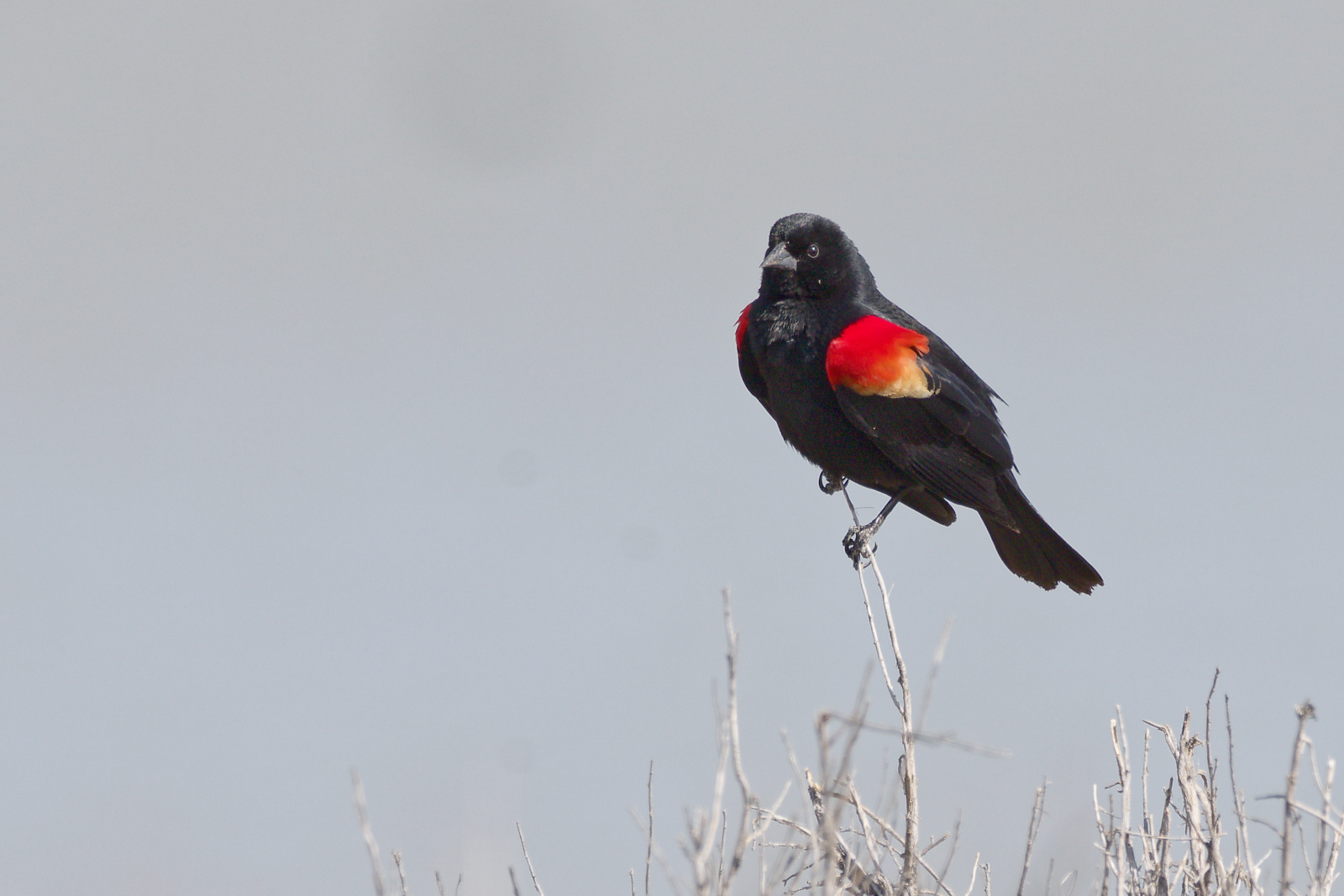 Red-winged Blackbird male