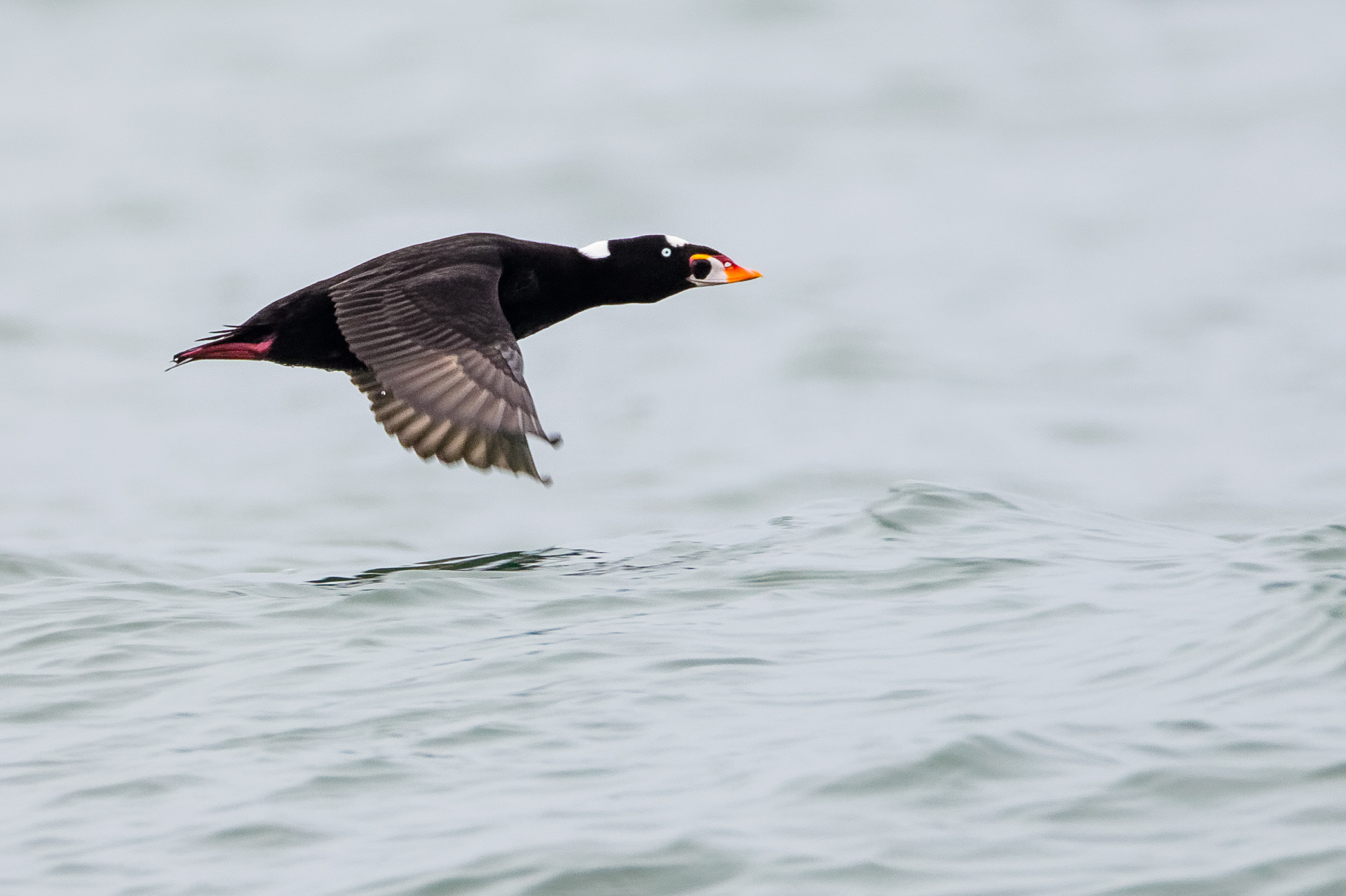 Surf Scoter drake