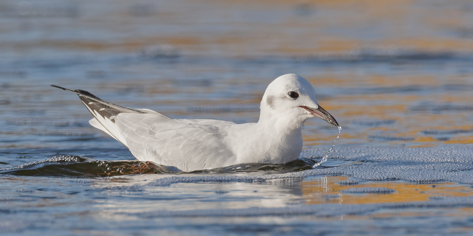 Bonaparte's Gull