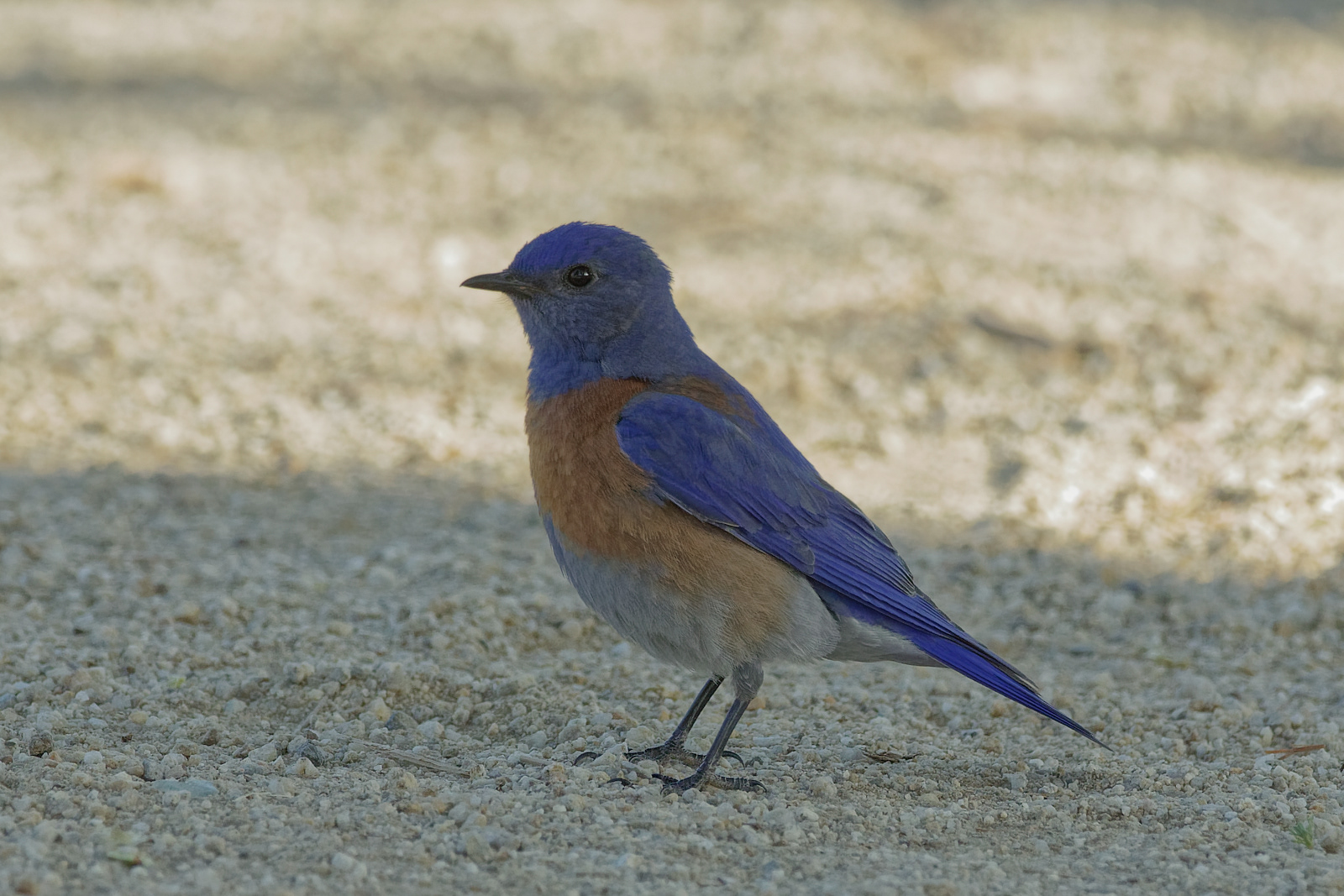 Western Bluebird male