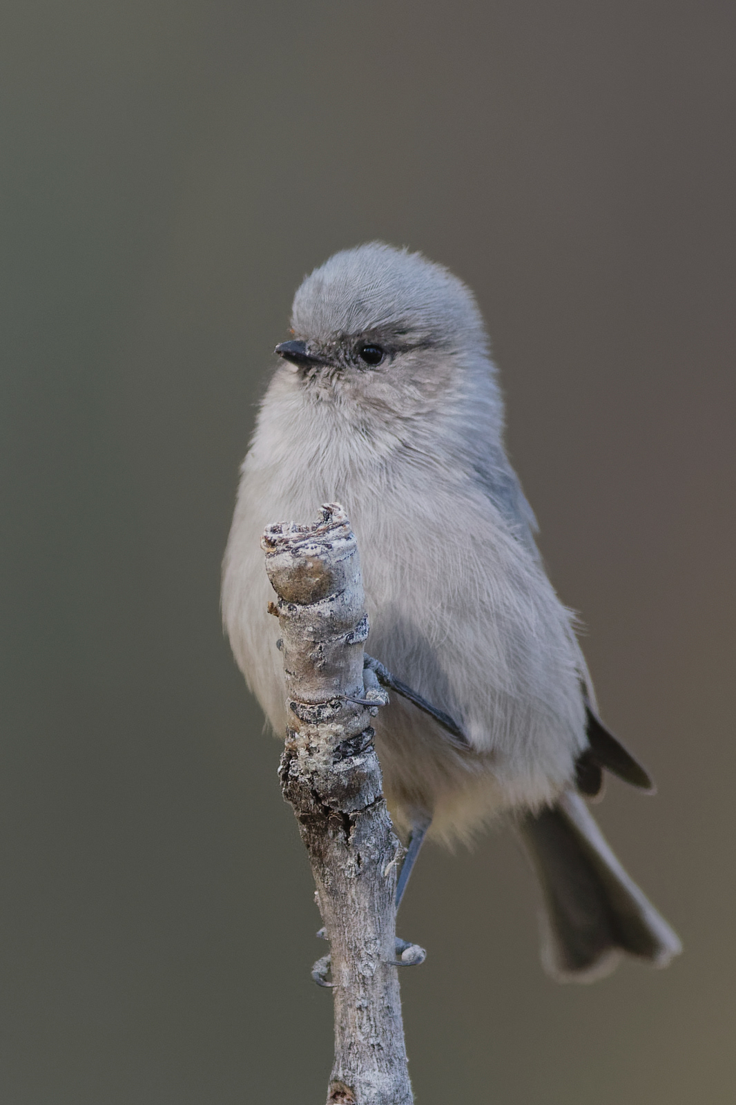 Bushtit male