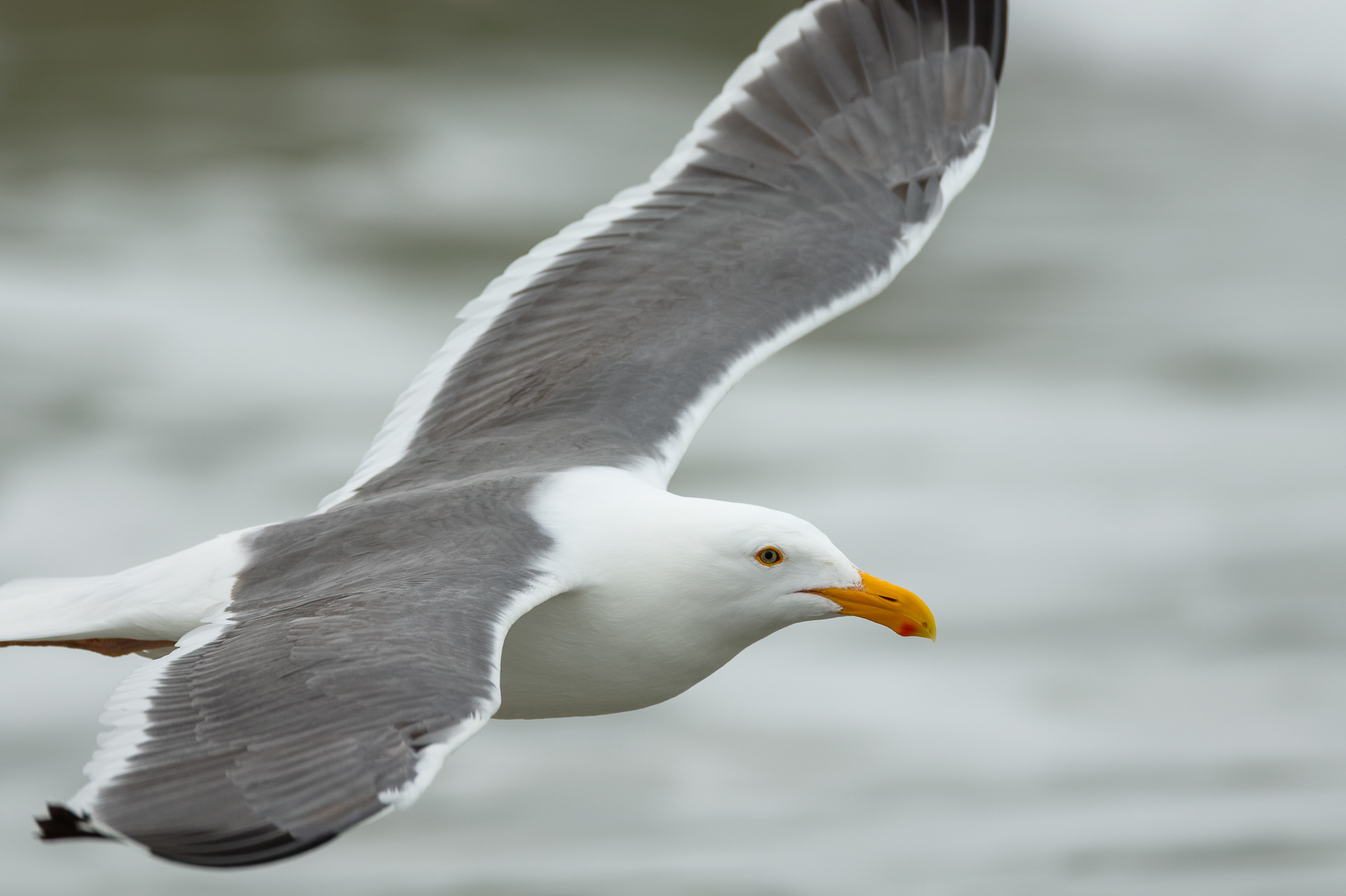Western Gull