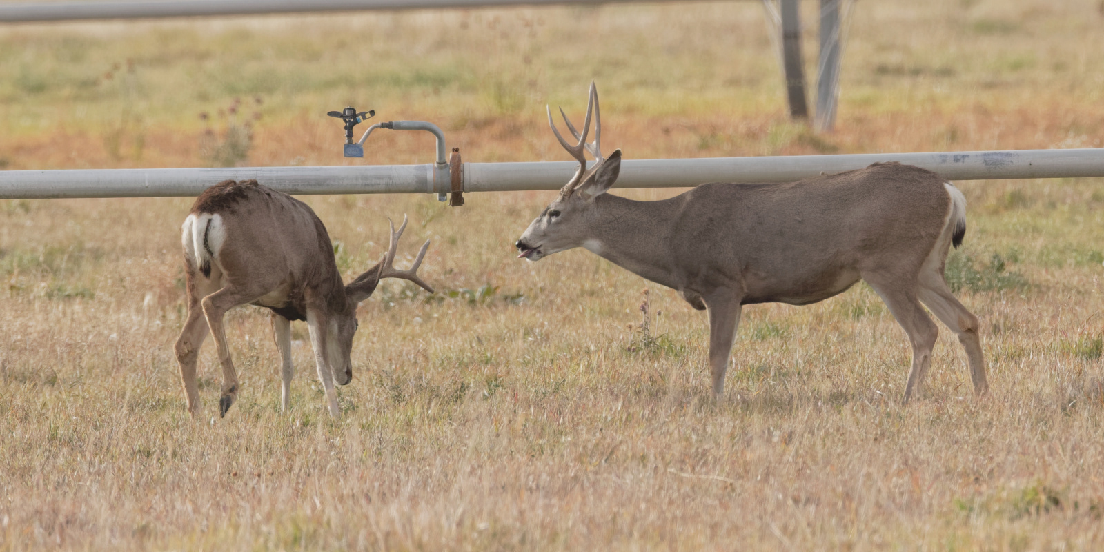 Mule Deer
