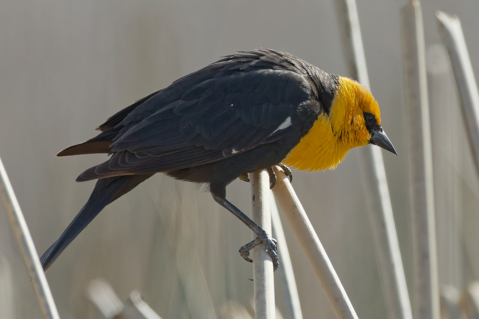 Yellow-headed Blackbird male
