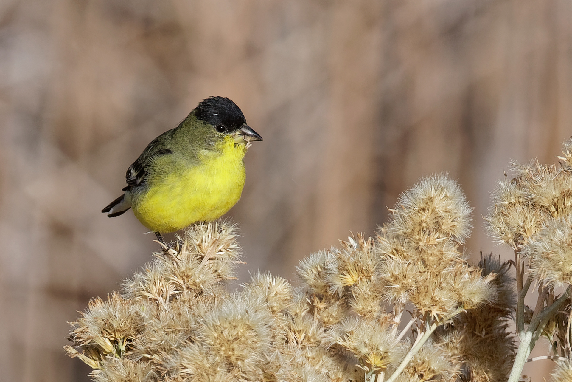 Lesser Goldfinch male