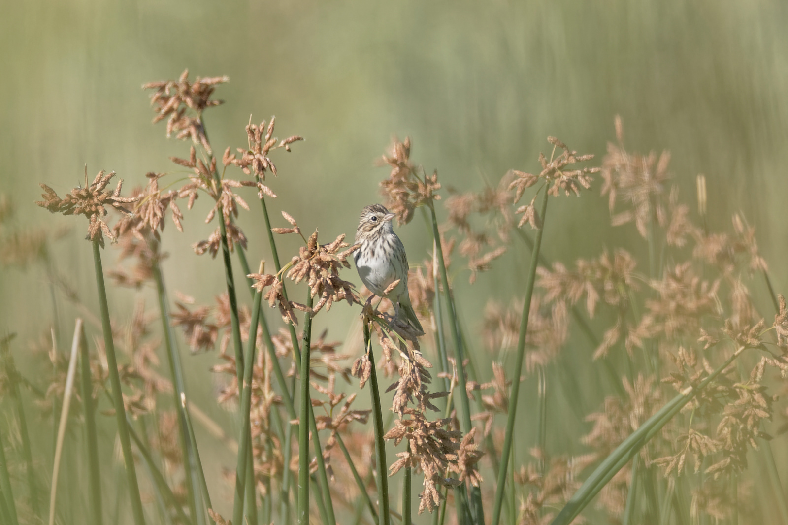Savannah Sparrow