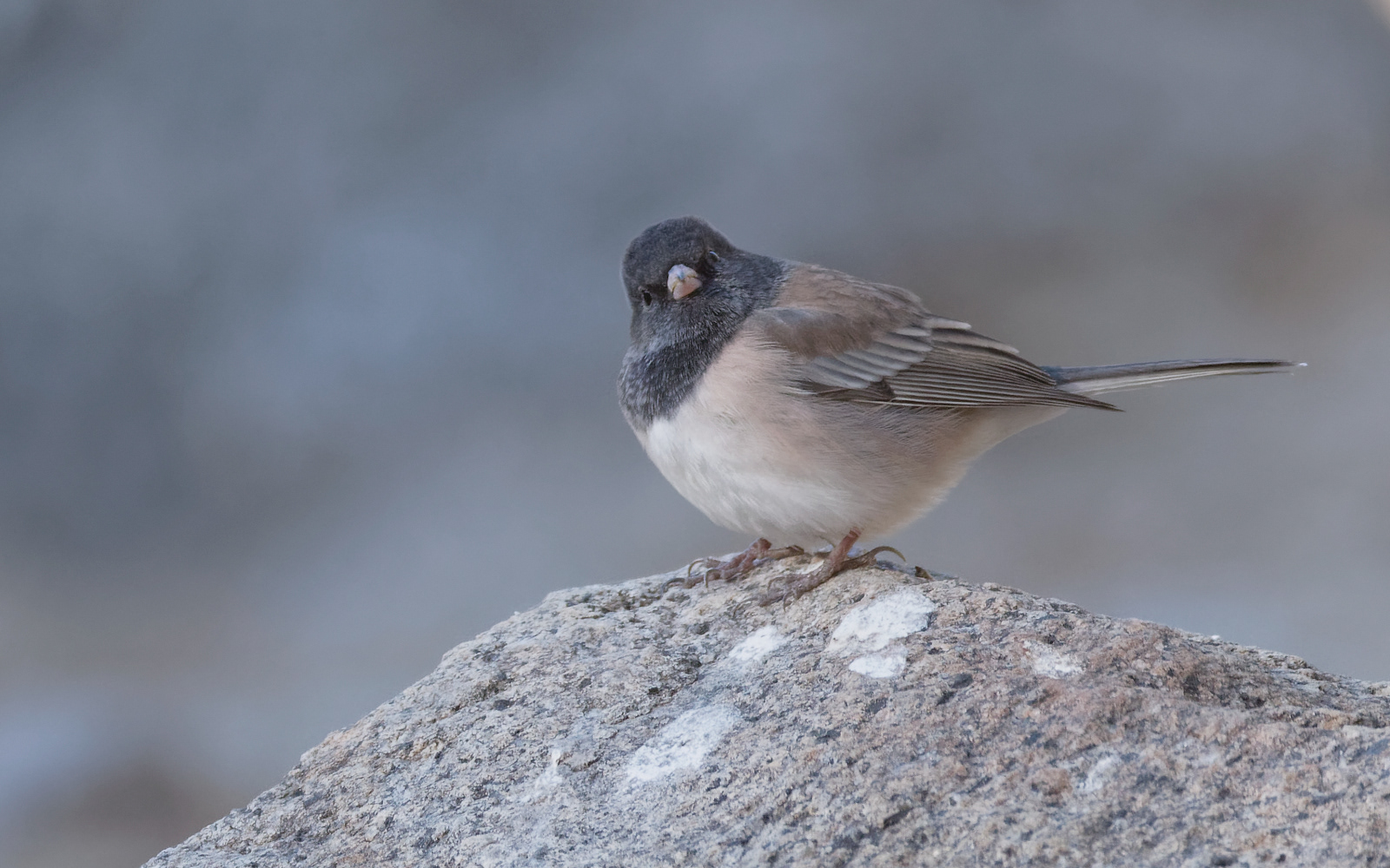 Dark-eyed Junco male