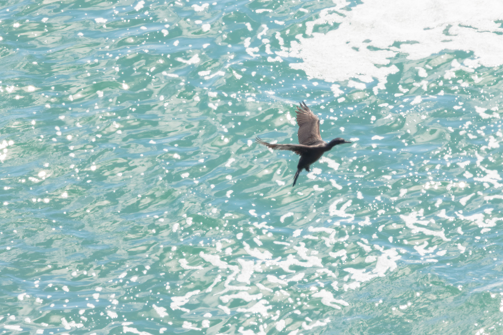 Brandt's Cormorant