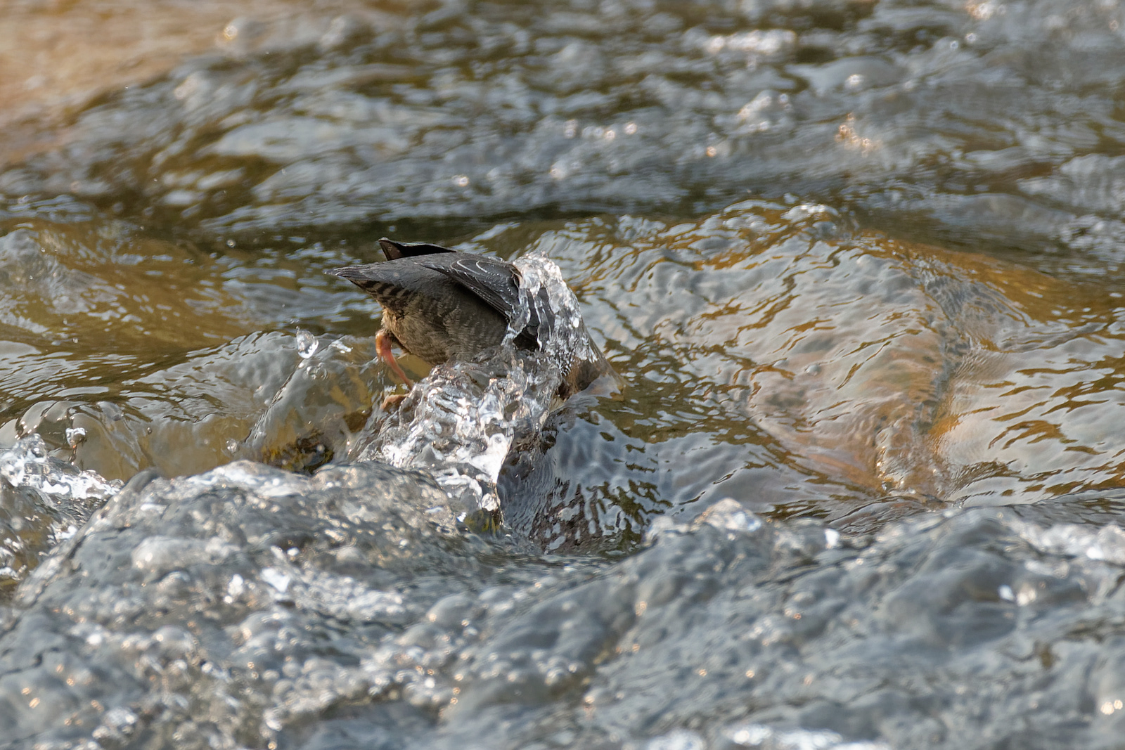 American Dipper