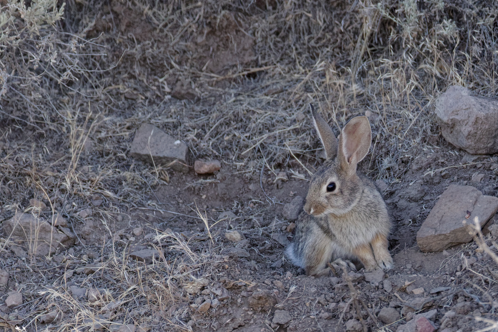 Rabbit
