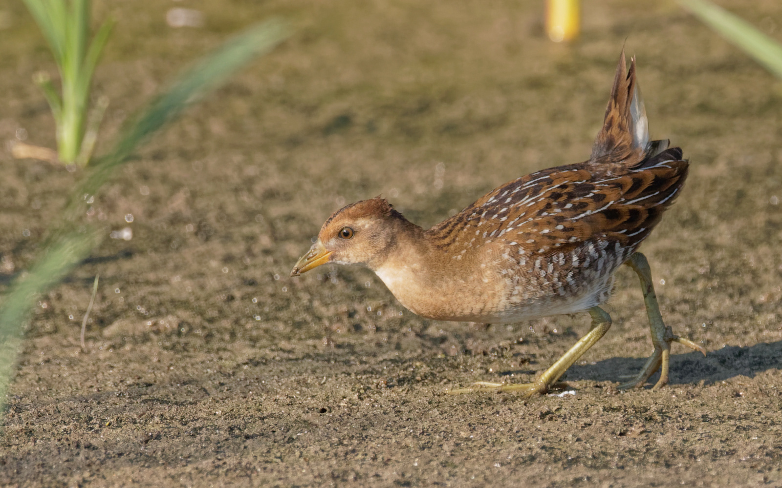 Sora immature