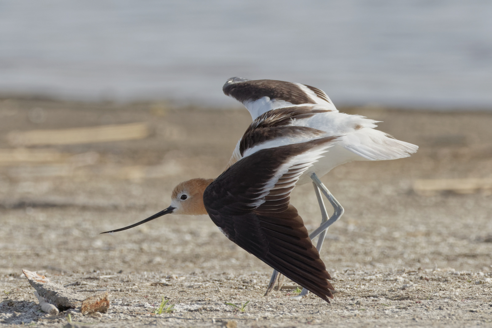 American Avocet