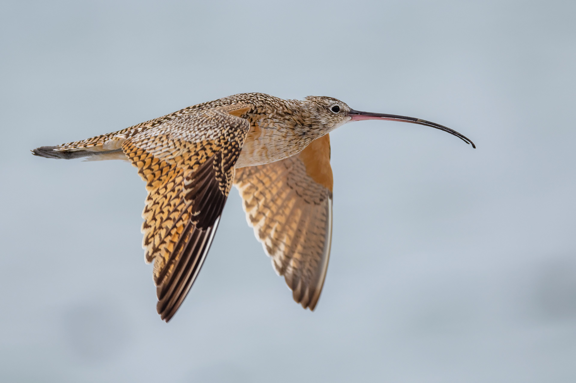 Long-billed Curlew