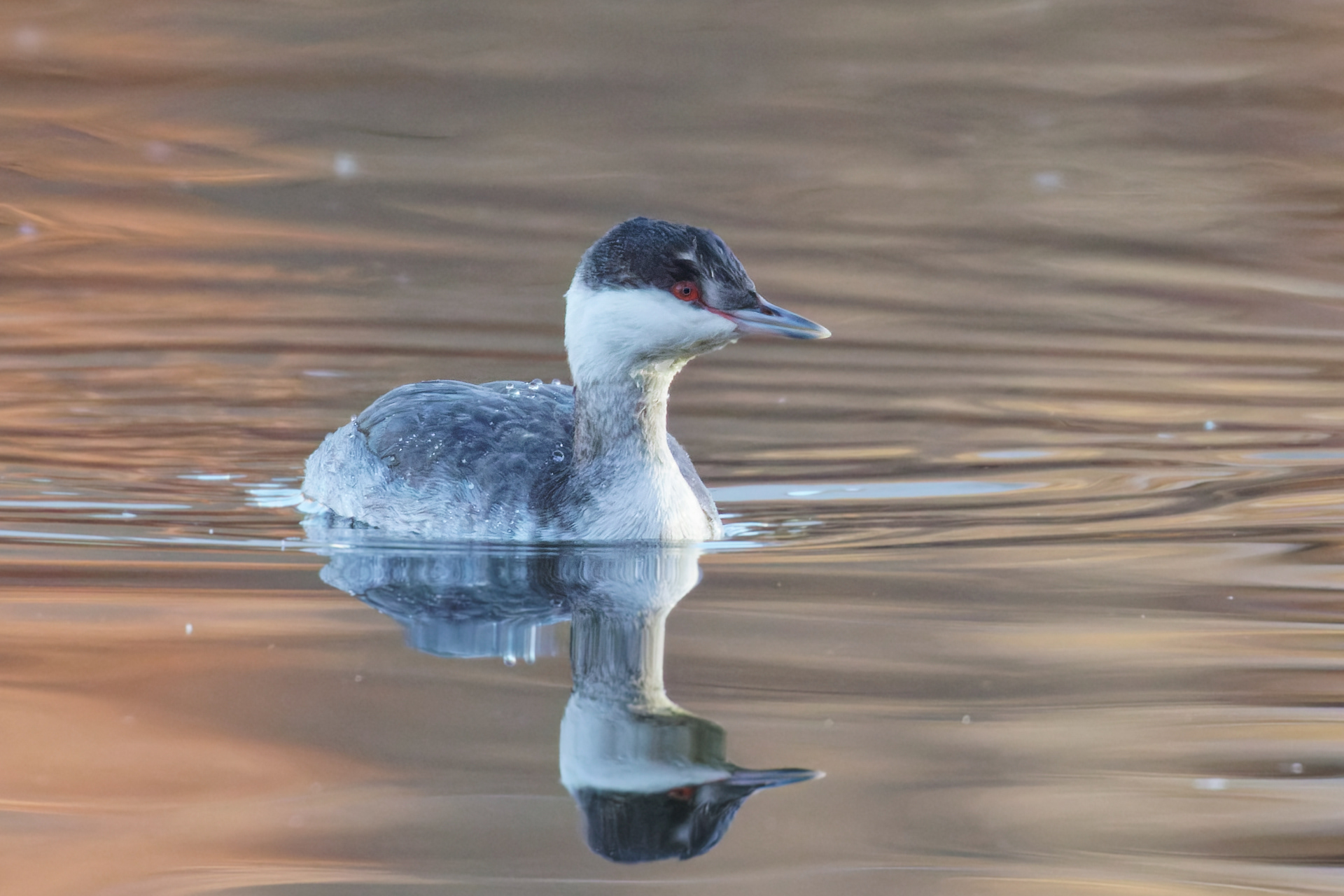 Horned Grebe