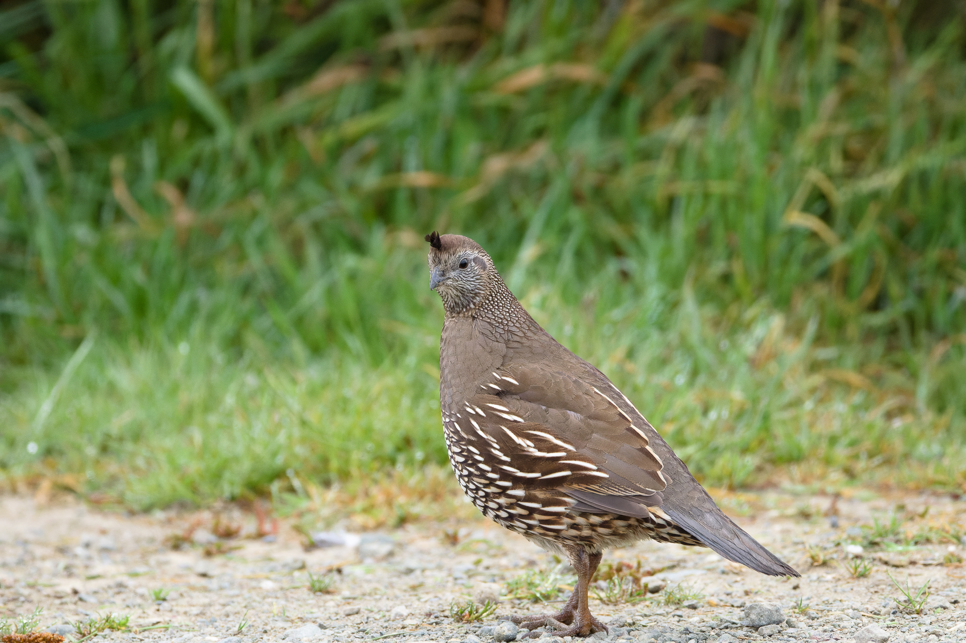 California Quail