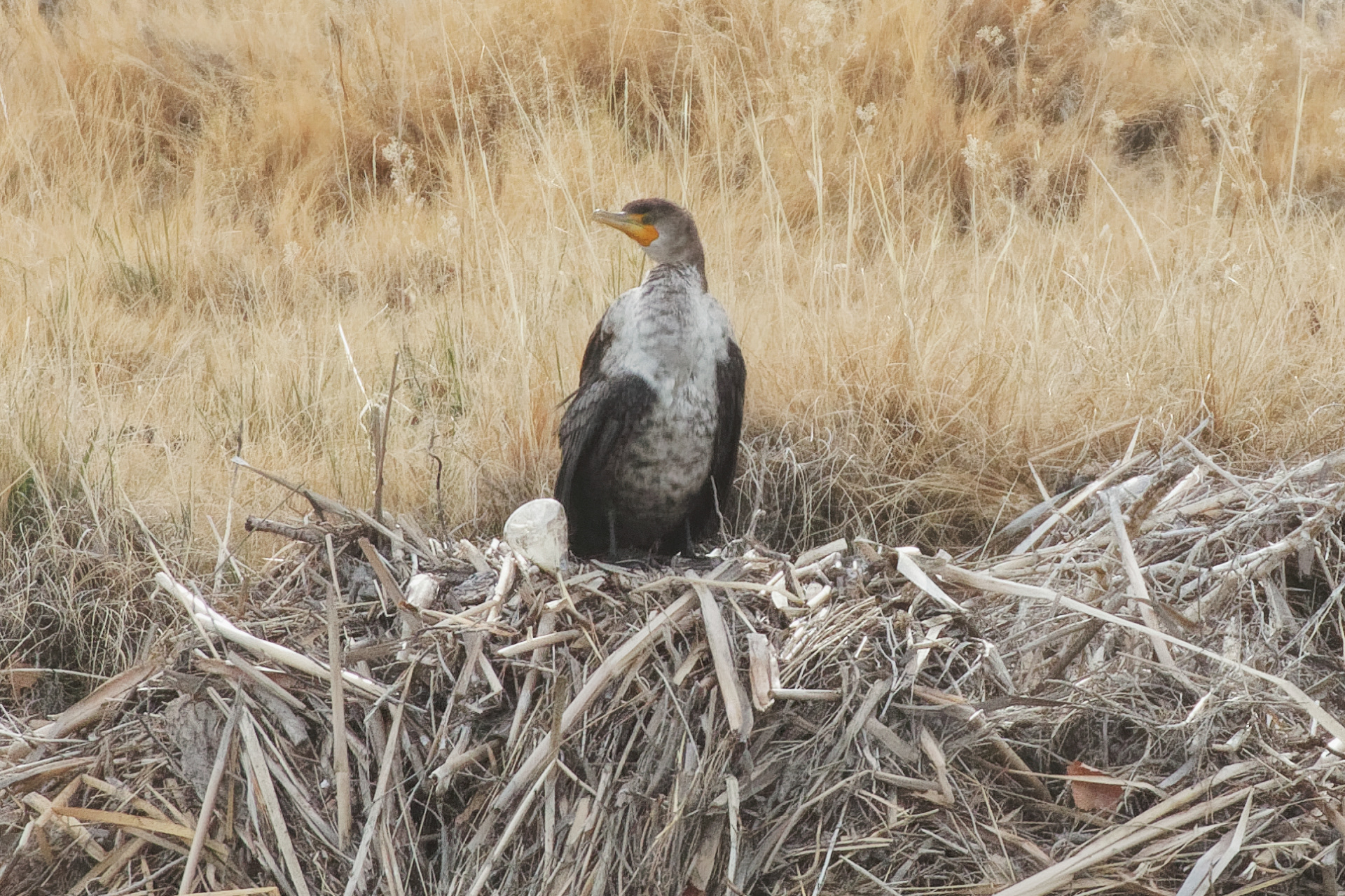 Double-crested Cormorant juvenile